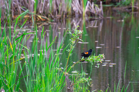 Redwing blackbird on a branch near a little marsh in the forestの写真素材
