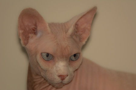 Nice specimen of a sphinx cat posing proudly in the houseの写真素材