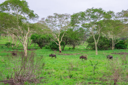 Pretty specimen of  wildebeest in her natural habitat in South Africaの写真素材