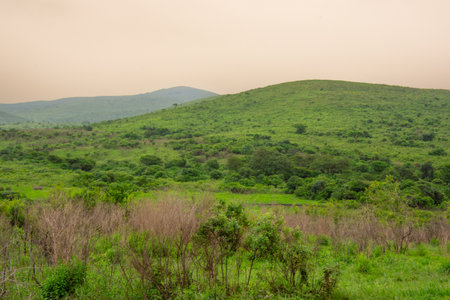Very pretty landscape of the famous savannah in South Africa