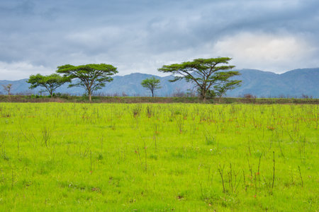Very pretty landscape of the famous savannah in South Africa