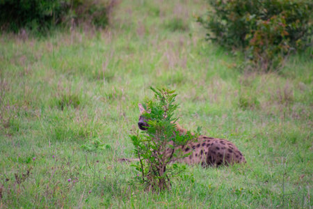 Beautiful wild hyena in her natural habitat in South Africaの写真素材