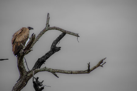 Nice specimen of a large vulture in the Kruger Park in South Africaの写真素材