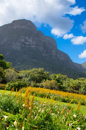 The Table, Cape Town, view from Kirstenbosch Gardens, South Africaの写真素材