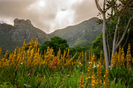 The Table, Cape Town, view from Kirstenbosch Gardens, South Africaの写真素材