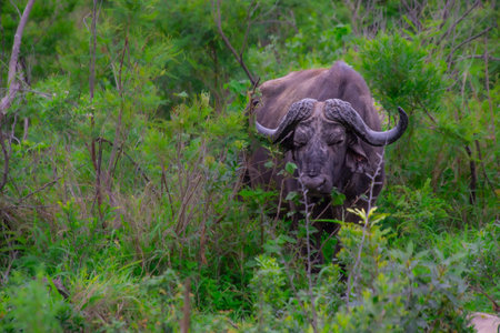 superb specimen of an African Buffalo in its natural habitat in South Africa
