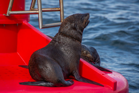 Pretty specimen of wild  sea lion on a navigation buoy in South Africaの写真素材
