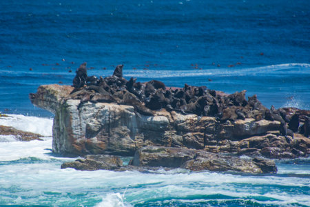 Pretty specimen of wild  sea lion in the nature of South Africa
