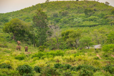 Very pretty landscape of the famous savannah in South Africaの写真素材
