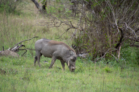 Specimen of warthog in its natural habitat in South Africaの写真素材