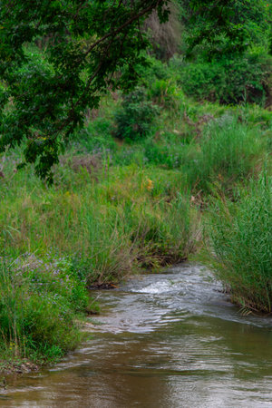 Pretty little river flowing through the savannah in South Africaの写真素材