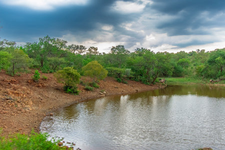 Pretty little lake lost in the heart of the savannah in South Africaの写真素材