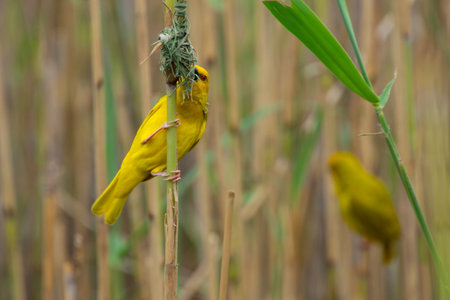 nice specimen of yellow veaver in the African savannah in South Africa