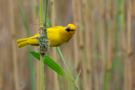 nice specimen of yellow veaver in the African savannah in South Africaの写真素材