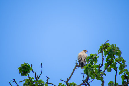 Magnificent eagle perched in the savannah of South Africa.