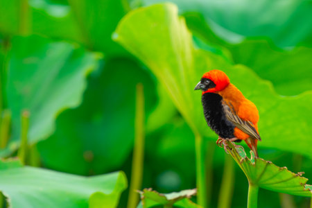 Pretty specimen of southern red bishop perched on the edge of a river in South Africaの写真素材