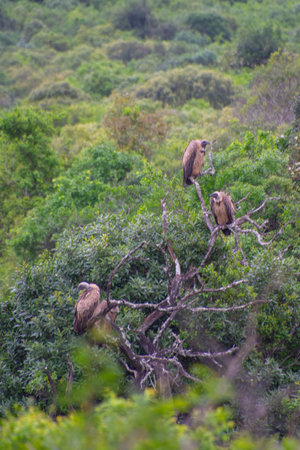 Pretty specimen of vulture perched in the great savannah in South Africa