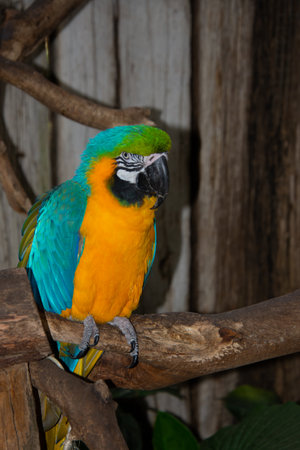 Pretty parrot perched on its branch in a bird protection parkの写真素材