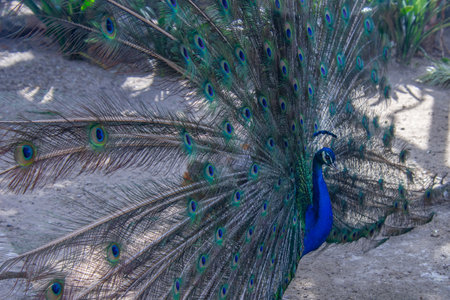 Pretty pan lounging in a bird conservation park in South Africa