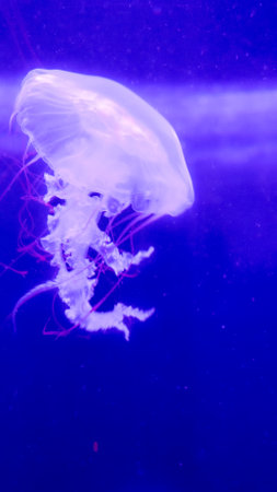 Jellyfish in the water. Photo taken in a marine aquarium.の写真素材