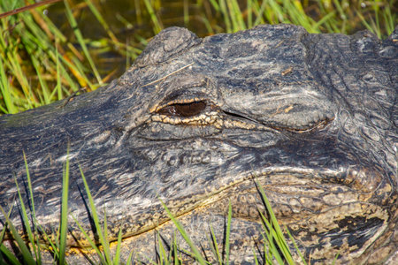 Beautiful specimen of aligator in its natural environment of Everglades in Florida, United Statesの写真素材