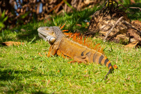 Lizard on the lawn of a large park in Florida in the United Statesの写真素材