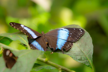 Pretty butterfly basking in the sun on a leaf in an aviary