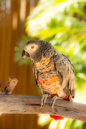 Pretty parrot perched on a tree in a public parkの写真素材