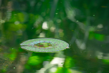 Lotus leaf in the water with green bokeh background.の写真素材