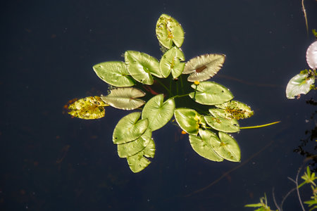Pretty aquatic plant in a small pond in a Florida public park