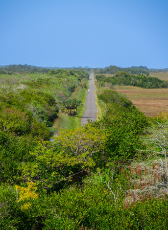 View of a part of the Everglades called Shark Valleyの写真素材
