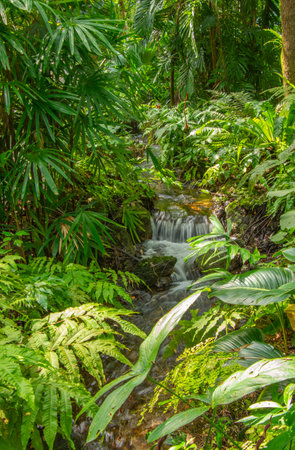 Lush vegetation in a pretty tropical garden in Florida in the United States