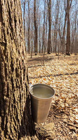 Quebec sugar bush with its buckets during the extraction of maple sap to make syrup