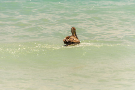 Pelican flying in the sunny sky of the Dominican Republic in Punta Canaの写真素材