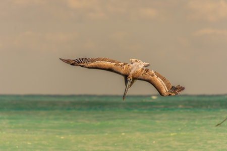 Pelican flying in the sunny sky of the Dominican Republic in Punta Canaの写真素材