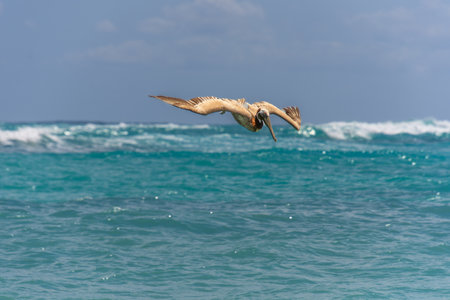 Pelican flying in the sunny sky of the Dominican Republic in Punta Canaの写真素材