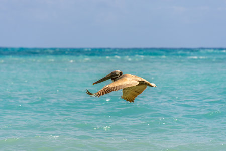 Pelican flying in the sunny sky of the Dominican Republic in Punta Canaの写真素材