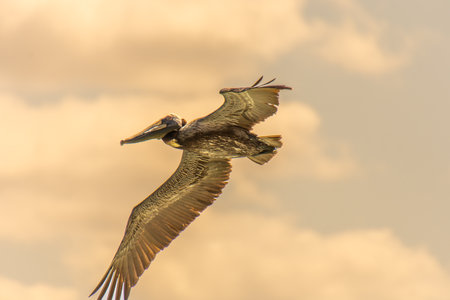 Pelican flying in the sunny sky of the Dominican Republic in Punta Canaの写真素材