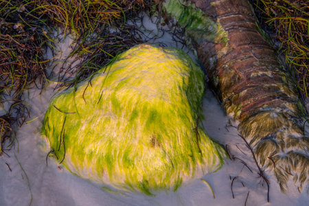 Stone covered with vegetation on a beach in Punta Canaの写真素材