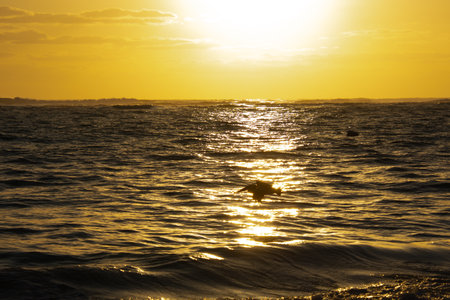 Pelican flying over the Atlantic at sunrise near a beach in Punta Cana in the Dominican Republicの写真素材