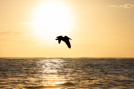 Pelican flying over the Atlantic at sunrise near a beach in Punta Cana in the Dominican Republicの写真素材