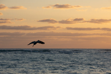 Pelican flying over the Atlantic at sunrise near a beach in Punta Cana in the Dominican Republicの写真素材