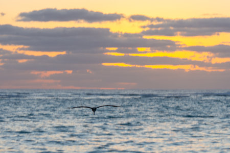 Pelican flying over the Atlantic at sunrise near a beach in Punta Cana in the Dominican Republicの写真素材