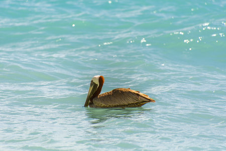 Pelican on the Atlantic at sunrise near a beach in Punta Cana in the Dominican Republicの写真素材
