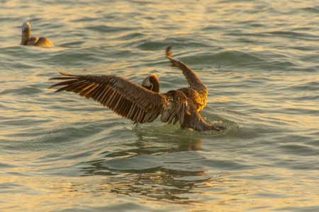 Pelican on the Atlantic at sunrise near a beach in Punta Cana in the Dominican Republicの写真素材