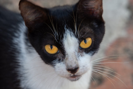 Pretty little cat walking on the pavement watching people passing by.の写真素材