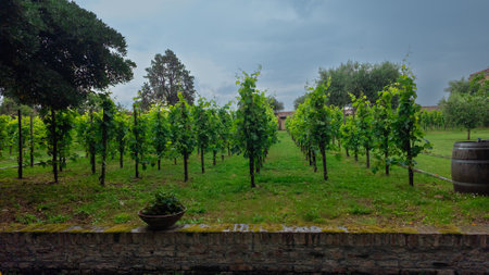 Pretty little vineyard in the heart of a small monastery in Venice, Italyの写真素材
