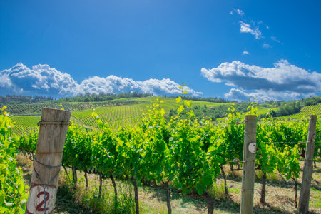 View of a pretty vineyard in the Emilia Romagna region of Italyの写真素材