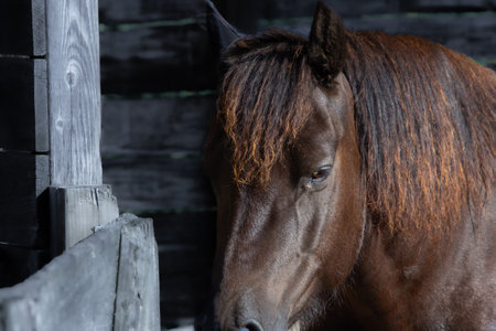 Pretty horse on a Canadian farm in the province of Quebecの写真素材