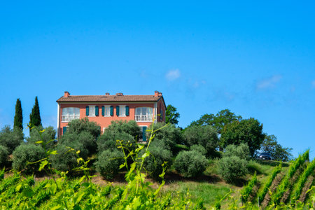 View of a pretty vineyard in the Emilia Romagna region of Italyの写真素材